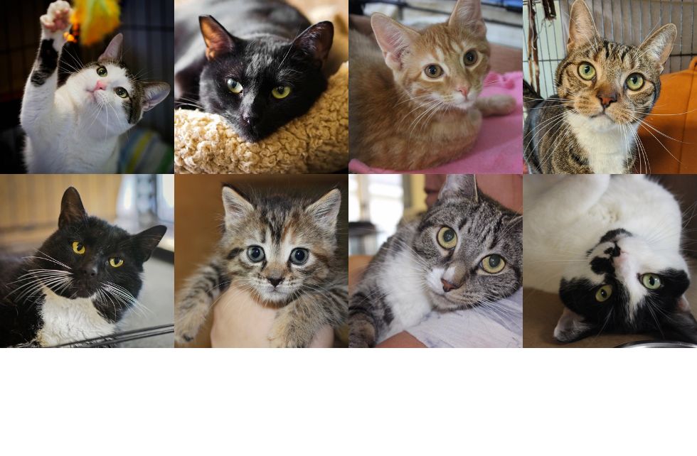 Adoption Application CT Cat Connection